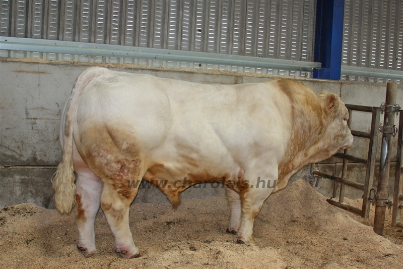 WCC Nagy-Britannia 2012 - Helge